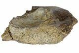 Permian Amphibian (Eryops) Partial Sacrum Bone - Texas #153730-3